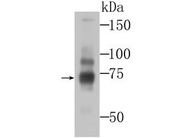 Invitrogen BMAL1 Polyclonal Antibody 100 &mu;L; Unconjugated:Antibodies,