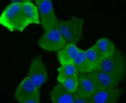 Invitrogen ASK1 Polyclonal Antibody 100 &mu;L; Unconjugated:Antibodies,