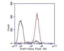 Invitrogen FOXP1 Polyclonal Antibody 100 &mu;L | Buy Online | Invitrogen&trade; | Fisher Scientific