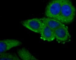 Connexin 37 Polyclonal Antibody:Antibodies, Polyclonal
