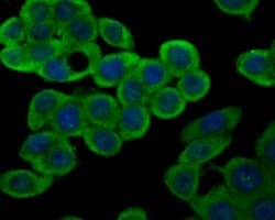 Connexin 37 Polyclonal Antibody:Antibodies, Polyclonal