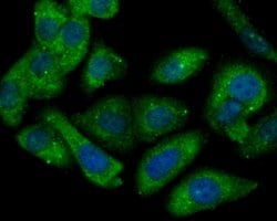 Connexin 37 Polyclonal Antibody:Antibodies, Polyclonal