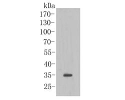 Connexin 37 Polyclonal Antibody:Antibodies, Polyclonal