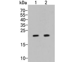 Invitrogen COPS8 Polyclonal Antibody 100 &mu;L; Unconjugated:Antibodies,