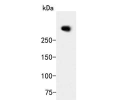 Invitrogen ZFHX3 Polyclonal Antibody 100 &mu;L; Unconjugated:Antibodies,