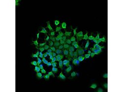 Invitrogen BAG1 Polyclonal Antibody 100 &mu;L; Unconjugated:Antibodies,