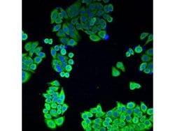 Invitrogen BAG1 Polyclonal Antibody 100 &mu;L; Unconjugated:Antibodies,