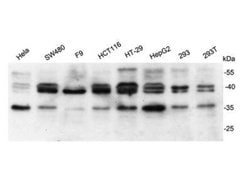 Invitrogen BAG1 Polyclonal Antibody 100 &mu;L; Unconjugated:Antibodies,