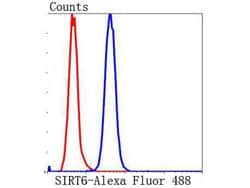 Invitrogen SIRT6 Polyclonal Antibody 100 &mu;L; Unconjugated:Antibodies,