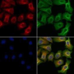 Invitrogen Phospho-RIP2 (Ser176) Polyclonal Antibody 100 &mu;L; Unconjugated:Antibodies,