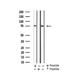 Invitrogen Phospho-RIP2 (Ser176) Polyclonal Antibody 100 &mu;L; Unconjugated:Antibodies,