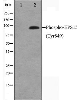 Invitrogen Phospho-EPS15 (Tyr849) Polyclonal Antibody 100 &mu;L; Unconjugated:Antibodies,