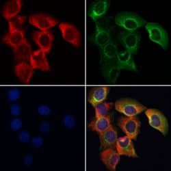 Invitrogen SENP8 Polyclonal Antibody 100 &mu;L; Unconjugated:Antibodies,