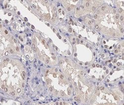 Invitrogen SENP8 Polyclonal Antibody 100 &mu;L; Unconjugated:Antibodies,