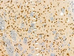 Invitrogen SENP8 Polyclonal Antibody 100 &mu;L; Unconjugated:Antibodies,