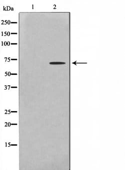 Invitrogen PHF1 Polyclonal Antibody 100 &mu;L; Unconjugated:Antibodies,