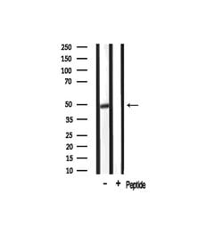 GPR68 Polyclonal Antibody, Invitrogen 100 &mu;L; Unconjugated:Antibodies,