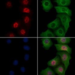 Invitrogen Phospho-SHP-1 (Tyr564) Polyclonal Antibody 100 &mu;L; Unconjugated:Antibodies,