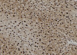 Invitrogen Phospho-SHP-1 (Tyr564) Polyclonal Antibody 100 &mu;L; Unconjugated:Antibodies,