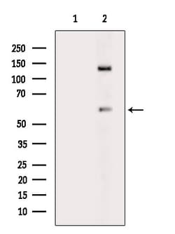 Invitrogen Phospho-SHP-1 (Tyr564) Polyclonal Antibody 100 &mu;L; Unconjugated:Antibodies,