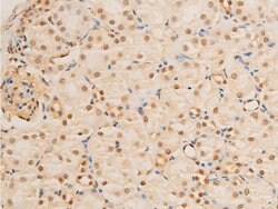 Invitrogen Phospho-FOXO3A (Ser253) Polyclonal Antibody 100 &mu;L; Unconjugated:Antibodies,