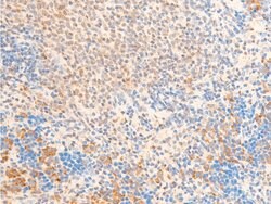 Invitrogen Phospho-FOXO3A (Ser253) Polyclonal Antibody 100 &mu;L; Unconjugated:Antibodies,