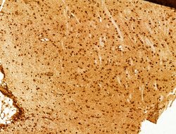 Invitrogen Phospho-FOXO3A (Ser253) Polyclonal Antibody 100 &mu;L; Unconjugated:Antibodies,