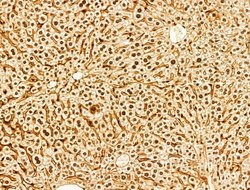 Invitrogen Phospho-FOXO3A (Ser253) Polyclonal Antibody 100 &mu;L; Unconjugated:Antibodies,