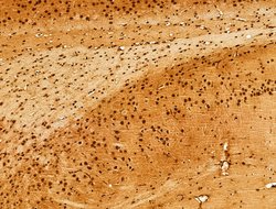 Invitrogen Phospho-FOXO3A (Ser253) Polyclonal Antibody 100 &mu;L; Unconjugated:Antibodies,