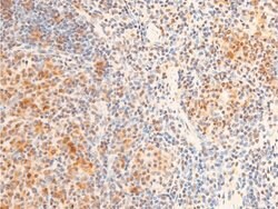 Invitrogen Phospho-FOXO3A (Ser253) Polyclonal Antibody 100 &mu;L; Unconjugated:Antibodies,