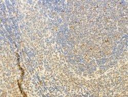 Invitrogen Phospho-FOXO3A (Ser253) Polyclonal Antibody 100 &mu;L; Unconjugated:Antibodies,