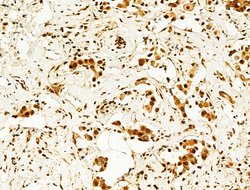 Invitrogen Phospho-FOXO3A (Ser253) Polyclonal Antibody 100 &mu;L; Unconjugated:Antibodies,