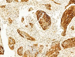 Invitrogen Phospho-FOXO3A (Ser253) Polyclonal Antibody 100 &mu;L; Unconjugated:Antibodies,
