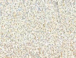 Invitrogen Phospho-FOXO3A (Ser253) Polyclonal Antibody 100 &mu;L; Unconjugated:Antibodies,