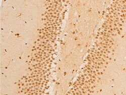 Invitrogen Phospho-FOXO3A (Ser253) Polyclonal Antibody 100 &mu;L; Unconjugated:Antibodies,