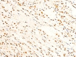Invitrogen Phospho-FOXO3A (Ser253) Polyclonal Antibody 100 &mu;L; Unconjugated:Antibodies,