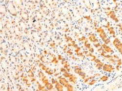 Invitrogen Phospho-FOXO3A (Ser253) Polyclonal Antibody 100 &mu;L; Unconjugated:Antibodies,