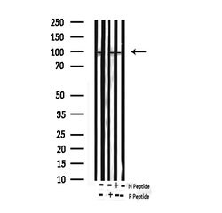 Invitrogen Phospho-FOXO3A (Ser253) Polyclonal Antibody 100 &mu;L; Unconjugated:Antibodies,