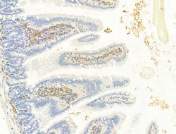 Phospho-IR/IGF1R (Tyr1161) Polyclonal Antibody, Invitrogen 100 &mu;L; Unconjugated:Antibodies,