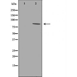 Invitrogen Phospho-B-Raf (Thr599) Polyclonal Antibody 100 &mu;L; Unconjugated:Antibodies,