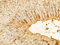 Invitrogen Phospho-PI3K p85/p55 (Tyr467, Tyr199) Polyclonal Antibody 100