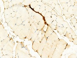 Invitrogen Phospho-PI3K p85/p55 (Tyr467, Tyr199) Polyclonal Antibody 100