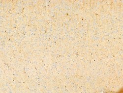 Invitrogen Phospho-PI3K p85/p55 (Tyr467, Tyr199) Polyclonal Antibody 100