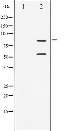 Invitrogen Phospho-PI3K p85/p55 (Tyr467, Tyr199) Polyclonal Antibody 100