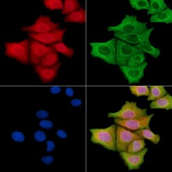 Invitrogen Phospho-JNK1/JNK2/JNK3 (Thr183, Tyr185) Polyclonal Antibody