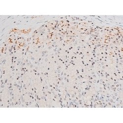 Invitrogen Phospho-JNK1/JNK2/JNK3 (Thr183, Tyr185) Polyclonal Antibody