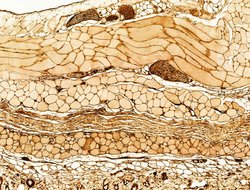 Invitrogen Phospho-JNK1/JNK2/JNK3 (Thr183, Tyr185) Polyclonal Antibody