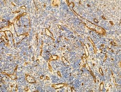 Invitrogen Phospho-JNK1/JNK2/JNK3 (Thr183, Tyr185) Polyclonal Antibody
