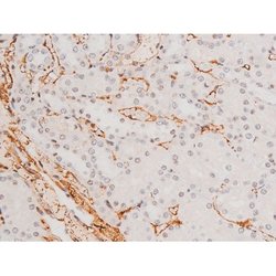 Invitrogen Phospho-JNK1/JNK2/JNK3 (Thr183, Tyr185) Polyclonal Antibody