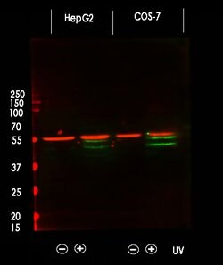 Invitrogen Phospho-JNK1/JNK2/JNK3 (Thr183, Tyr185) Polyclonal Antibody
